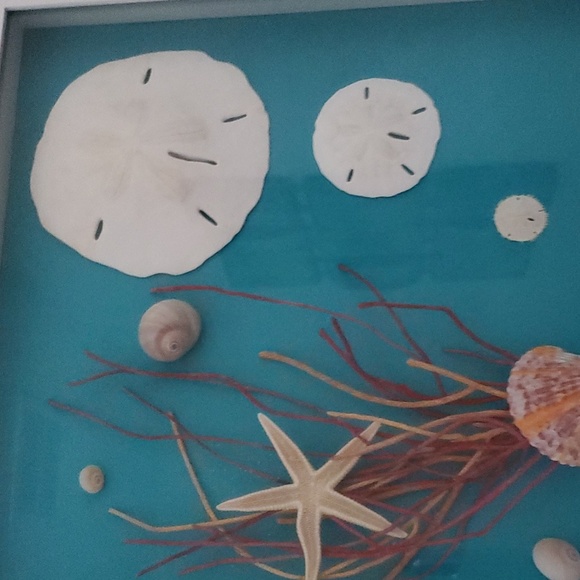 Shell, coral, star fish no973 - Picture 3 of 3